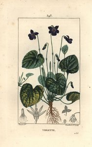 Duftende fiol - Søt fiolett, Viola odorata, med blomst, blad, stilk og røtter. Håndfarget kobberstikk av Lambert Junior fra en tegning av Pierre Jean-Francois Turpin fra Chaumeton, Poiret og Chamberets "" La Flore Medicale,"" Pari av Pierre Jean Francois Turpin