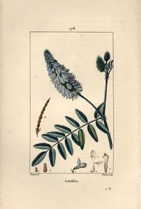 Galega - Goat's rue, Galega officinalis, med blomst, blad og frø. Håndfarget kobberstikk av Dubois fra en tegning av Pierre Jean-Francois Turpin fra Chaumeton, Poiret og Chamberets "" La Flore Medicale,"" Paris, Panckoucke av Pierre Jean Francois Turpin