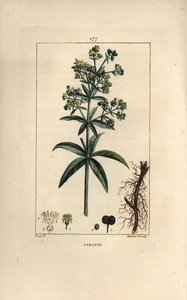 Garance des dyers - Madder, Rubia tinctorum, med rot, blomst, blad og frø. Håndfarget kobberstikk av Lambert Junior fra en tegning av Pierre Jean-Francois Turpin fra Chaumeton, Poiret og Chamberets "" La Flore Medicale,"" Paris, av Pierre Jean Francois Turpin