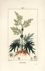 Hagerabarbra - Rabarbra, Rheum rhabarbarum (Rheum palmatum), med blomst, stilk, blad, frø og rot. Håndfarget kobberstikk av Lambert Junior fra en tegning av Pierre Jean-Francois Turpin fra Chaumeton, Poiret og Chamberets "" La F av Pierre Jean Francois Turpin