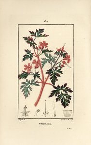 Geranium gress a Robert - Hert Robert, Geranium robertianum. Håndfarget kobberstikk av Lambert Junior fra en tegning av Pierre Jean-Francois Turpin fra Chaumeton, Poiret og Chamberets "" La Flore Medicale,"" Paris, Panckoucke av Pierre Jean Francois Turpin