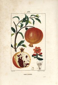Grenadier - Granatepletre, Punica granatum, med blad, blomst, frukt og snitt gjennom frukt som viser frø. Håndfarget kobberstikk av Lambert Junior etter en tegning av Pierre Jean-Francois Turpin fra Chaumeton, Poiret og Chamberet