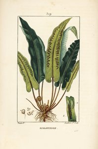 Harttungebregne, Asplenium scolopendrium, med blad, frø og rot. Håndfarget kobberstikk av Lambert Junior fra en tegning av Pierre Jean-Francois Turpin fra Chaumeton, Poiret og Chamberets "" La Flore Medicale,"" Paris, Panckou av Pierre Jean Francois Turpin