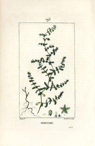 Herniary glatt eller turquette - Ruptururt, Herniaria glabra. Håndfarget kobberstikk av Lambert Junior fra en tegning av Pierre Jean-Francois Turpin fra Chaumeton, Poiret og Chamberets "" La Flore Medicale,"" Paris, Panckoucke av Pierre Jean Francois Turpin