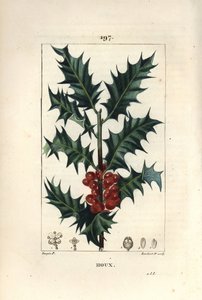 Kristtorn - Kristtorn, Ilex aqualifolium, med stikkende blader og røde bær. Håndfarget kobberstikk av Lambert Junior fra en tegning av Pierre Jean-Francois Turpin fra Chaumeton, Poiret og Chamberets "" La Flore Medicale,"" Paris, Panckouc av Pierre Jean Francois Turpin
