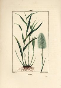 Indisk nardus, indikerer, spicanard - Spikenard, Andropogon nardus, med blad, rot og blomst. Håndfarget kobberstikk av Lambert Junior fra en tegning av Pierre Jean-Francois Turpin fra Chaumeton, Poiret og Chamberets "" La Flore Medi av Pierre Jean Francois Turpin