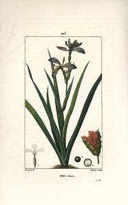 Iris fetide eller iris leg, stinking iris - Stinking iris, Iris foetida, med blomst, blad og frøkapsel. Håndkolorert kobberstikk av Dubois fra en tegning av Pierre Jean-Francois Turpin fra Chaumeton, Poiret og Chamberets "" La Flore Medi av Pierre Jean Francois Turpin