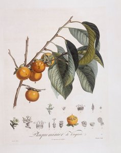Japansk persimmon eller kaki (Diospyros kaki), Henry Louis Duhamel du Monceau, botanisk tallerken av Pierre Jean Francois Turpin av Pierre Jean Francois Turpin