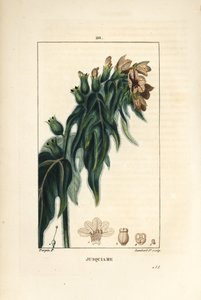 Jusquiame - Poison henbane, Hyoscyamus vulgaris, blomst, blad og frø. Håndfarget kobberstikk av Lambert Junior fra en tegning av Pierre Jean-Francois Turpin fra Chaumeton, Poiret og Chamberets "" La Flore Medicale,"" Paris, Panckou av Pierre Jean Francois Turpin