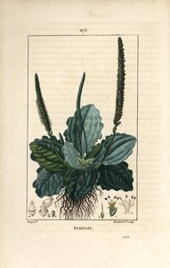 Stor groblad - Groblad, groblad dur, med blad, blomst og røtter. Håndfarget kobberstikk av Lambert Junior fra en tegning av Pierre Jean-Francois Turpin fra Chaumeton, Poiret og Chamberets "" La Flore Medicale,"" Paris, Panckou av Pierre Jean Francois Turpin