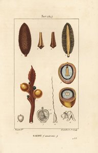 Stor gren eller store cycas frø - Queen sago, Cycas circinalis, viser frø og snitt. Truet. Håndfarget kobberstikk av Lambert Junior fra en tegning av Pierre Jean-Francois Turpin fra Chaumeton, Poiret og Chamberets "" La av Pierre Jean Francois Turpin