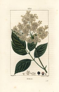 Stor hyllebær eller svart hyllebær - Vanlig hylletre, Sambucus nigra. Håndfarget kobberstikk av Lambert Junior fra en tegning av Pierre Jean-Francois Turpin fra Chaumeton, Poiret og Chamberets "" La Flore Medicale,"" Paris, Panck av Pierre Jean Francois Turpin