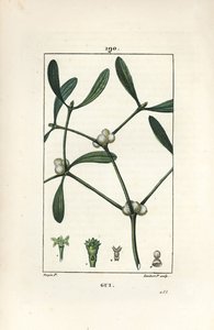 Leafy misteltein - Misteltein, Vissperm album. Håndfarget kobberstikk av Lambert Junior fra en tegning av Pierre Jean-Francois Turpin fra Chaumeton, Poiret og Chamberets "" La Flore Medicale,"" Paris, Panckoucke av Pierre Jean Francois Turpin