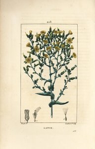 Salat - Salat, Lactuca sativa. Håndfarget kobberstikk av Lambert Junior fra en tegning av Pierre Jean-Francois Turpin fra Chaumeton, Poiret og Chamberets "" La Flore Medicale,"" Paris, Panckoucke av Pierre Jean Francois Turpin