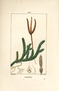Lycopod officinal eller gress med køller - Vanlig køllemose, Lycopodium clavatum. Håndfarget kobberstikk av Lambert Junior fra en tegning av Pierre Jean-Francois Turpin fra Chaumeton, Poiret og Chamberets "" La Flore Medicale,"" Paris, av Pierre Jean Francois Turpin