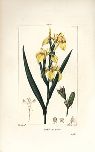 Marsh Iris eller Water Yellow Iris - Gul iris, Iris palustris lutea, blomst, blad og frøbelg. Håndfarget kobberstikk av Lambert Junior fra en tegning av Pierre Jean-Francois Turpin fra Chaumeton, Poiret og Chamberets "" La Flore Me av Pierre Jean Francois Turpin