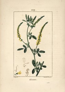Melilot - Melilot trefoil, Melitotus officinarum. Håndfarget kobberstikk av Lambert Junior fra en tegning av Pierre Jean-Francois Turpin fra Chaumeton, Poiret og Chamberets "" La Flore Medicale,"" Paris, Panckoucke av Pierre Jean Francois Turpin