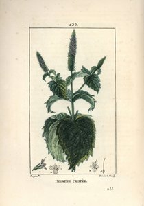Mintcrispee, krusete eller hule - Krøllet mynte, Mentha crispa. Håndfarget kobberstikk av Lambert Junior fra en tegning av Pierre Jean-Francois Turpin fra Chaumeton, Poiret og Chamberets "" La Flore Medicale,"" Paris, Panckoucke av Pierre Jean Francois Turpin