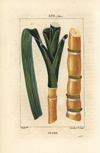 Edelstokk - Sukkerrør, Saccharum officinarum, stilk og blad. Håndfarget kobberstikk av Lambert Junior fra en tegning av Pierre Jean-Francois Turpin fra Chaumeton, Poiret og Chamberets "" La Flore Medicale,"" Paris, Panckoucke av Pierre Jean Francois Turpin