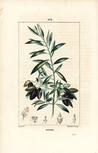 Olivier - Oliventre, Olea europaea, med blad, gren, frukt og frø. Håndfarget kobberstikk av Lambert Junior fra en tegning av Pierre Jean-Francois Turpin fra Chaumeton, Poiret og Chamberets "" La Flore Medicale,"" Paris, Panckou av Pierre Jean Francois Turpin