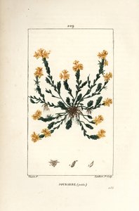 Orpin acre - Gylden steinurt, Sedum acre. Håndfarget kobberstikk av Lambert Junior fra en tegning av Pierre Jean-Francois Turpin fra Chaumeton, Poiret og Chamberets "" La Flore Medicale,"" Paris, Panckoucke av Pierre Jean Francois Turpin
