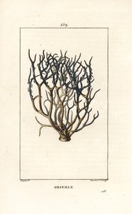Orseille eller fransk lilla (lav) - Orcein eller archil, Roccella tinctoria, lav som brukes til fargestoff fra Kapp Verde-øyene. Håndfarget kobberstikk av Lambert Junior etter en tegning av Pierre Jean-Francois Turpin fra Chaumeton, Poiret an