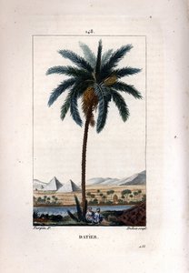 Palm a dadler Daddelpalme, Phoenix dactylifera, viser frukt og blader mot landskap med pyramider og elv. Håndfarget stiplet kobberstikk av Dubois fra en tegning av Pierre Jean-Francois Turpin fra Chaumeton, Poiret et Chamberets "" La av Pierre Jean Francois Turpin