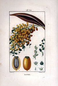 Palmegren a dadler - Daddelpalme, Phoenix dactylifera, viser moden frukt på en gren, og individuell frukt i snitt. Håndkolorert kobberstikk av Lambert fra en tegning av Pierre Jean-Francois Turpin fra Chaumeton, Poiret et Chamberet