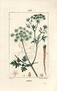 Persille - Hagepersille, Petroselinum crispum, med blomst, blad, stilk, rot og frø. Håndfarget kobberstikk av Lambert Junior fra en tegning av Pierre Jean-Francois Turpin fra Chaumeton, Poiret og Chamberets "" La Flore Medicale av Pierre Jean Francois Turpin