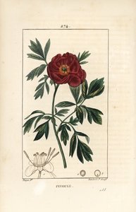 Peon officinale - Europeisk peon, Paeonia officinalis, med blomst, blad og omriss av blomsterdeler. Håndfarget kobberstikk av Lambert Junior fra en tegning av Pierre Jean-Francois Turpin fra Chaumeton, Poiret og Chamberets "" La F av Pierre Jean Francois Turpin