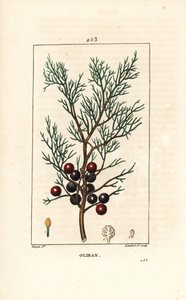 Phoenicie eller Lycia Einer eller Rød Einer - Fønikisk einer, arar eller røkelse, Juniperus phoenicea, med gren, blad og bær. Håndfarget kobberstikk av Lambert Junior fra en tegning av Pierre Jean-Francois Turpin fra Chaumeton, Po av Pierre Jean Francois Turpin
