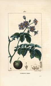 Potet (potet) - Potet, Solanum tuberosum, med blomst, blad, stilk og frukt. Håndfarget kobberstikk av Lambert Junior fra en tegning av Pierre Jean-Francois Turpin fra Chaumeton, Poiret og Chamberets "" La Flore Medicale,"" Paris av Pierre Jean Francois Turpin