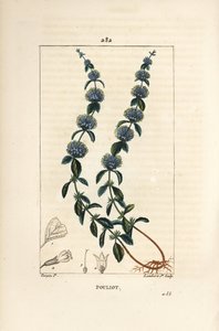 Pouliot mynte - Pennyroyal mynte, Mentha pulegium, med blomst, blad, stilk, rot og frø. Håndfarget kobberstikk av Lambert Junior fra en tegning av Pierre Jean-Francois Turpin fra Chaumeton, Poiret og Chamberets "" La Flore Medicale av Pierre Jean Francois Turpin