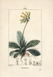 Primevere officinale ou brerelle, gjøk, Urt a la lammelse, Herb de Saint Paul, primerolle - Cowslip, Primula veris, viser blomst, blad og røtter. Håndkolorert kobberstikk av Lambert Junior etter tegning av Pierre Jean-Francois Turp av Pierre Jean Francois Turpin