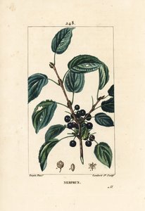 Avrensende tindved, katartisk tindved eller offisiell tindved - Rensende tindved, Rhamnus cathartica. Håndfarget kobberstikk av Lambert Junior fra en tegning av Pierre Jean-Francois Turpin fra Chaumeton, Poiret og Chamberets "" La av Pierre Jean Francois Turpin