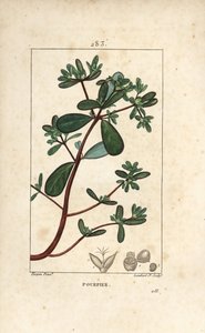 Portulak, porselen, Porculaca oleracea, med blad, stilk og blomst. Håndfarget kobberstikk av Lambert Junior fra en tegning av Pierre Jean-Francois Turpin fra Chaumeton, Poiret og Chamberets "" La Flore Medicale,"" Paris, Panckouck av Pierre Jean Francois Turpin