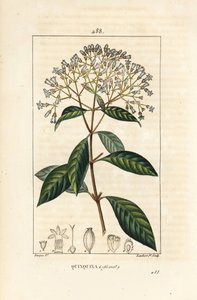 Quinquina - Kinin eller peruansk barktre, Cinchona officinalis, med blomst, gren, blad og frø. Håndkolorert kobberstikk av Lambert Junior fra en tegning av Pierre Jean-Francois Turpin fra Chaumeton, Poiret og Chamberets "" La Flo