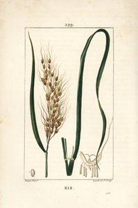 Ris - Ris, Oryza sativa, med blad, frø og stilk. Håndfarget kobberstikk av Lambert Junior fra en tegning av Pierre Jean-Francois Turpin fra Chaumeton, Poiret og Chamberets "" La Flore Medicale,"" Paris, Panckoucke av Pierre Jean Francois Turpin