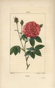 Rose de France eller Rose de Provins - Rose, Rosa gallica, med knopp, blomst, blad og tornet stilk. Håndfarget kobberstikk av Lambert Junior fra en tegning av Pierre Jean-Francois Turpin fra Chaumeton, Poiret og Chamberets "" La Flore Me av Pierre Jean Francois Turpin