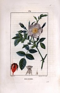 Nypegren med bær (nype eller nype) og rose - Villbrinrose, Rosa canina, med blomst, knopp og nype. Håndfarget kobberstikk av Lambert Junior etter en tegning av Pierre Jean-Francois Turpin fra Chaumeton, Poiret et C av Pierre Jean Francois Turpin
