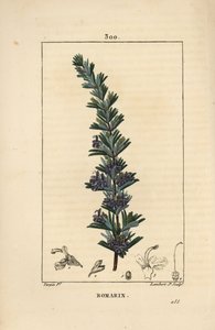 Rosmarin - Rosmarin, Rosmarinus officinalis, med blomst, blad og stilk. Håndfarget kobberstikk av Lambert Junior fra en tegning av Pierre Jean-Francois Turpin fra Chaumeton, Poiret og Chamberets "" La Flore Medicale,"" Paris, Panck av Pierre Jean Francois Turpin