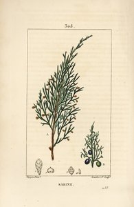 Sabinebær, Juniperus sabina, med bær, blad, stilk og frø. Håndfarget kobberstikk av Lambert Junior fra en tegning av Pierre Jean-Francois Turpin fra Chaumeton, Poiret og Chamberets "" La Flore Medicale,"" Paris, Panckoucke av Pierre Jean Francois Turpin