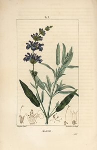 Salvie officinale - Vanlig salvie, Salvia officinalis, med blomst, blad, stilk og frø. Håndfarget kobberstikk av Lambert Junior fra en tegning av Pierre Jean-Francois Turpin fra Chaumeton, Poiret og Chamberets "" La Flore Medicale,"" av Pierre Jean Francois Turpin