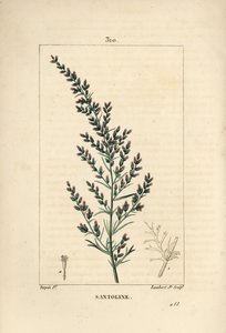 Sagebrush variete - ormefrø eller tatarisk sørved, Artemisia santonicum. Håndfarget kobberstikk av Lambert Junior fra en tegning av Pierre Jean-Francois Turpin fra Chaumeton, Poiret og Chamberets "" La Flore Medicale,"" Paris, Pa av Pierre Jean Francois Turpin