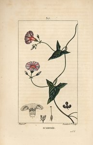 Scammonee - Scammony, Convolvulus scammonia, med blomst, blad, stilk og klatrende ranker. Håndkolorert kobberstikk av Lambert Junior fra en tegning av Pierre Jean-Francois Turpin fra Chaumeton, Poiret og Chamberets "" La Flore Medica av Pierre Jean Francois Turpin