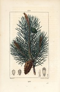 Skovfuru - Vill furutre eller furu, Pinus sylvestris, med gren, nål og furu. Håndkolorert kobberstikk av Lambert Junior fra en tegning av Pierre Jean-Francois Turpin fra Chaumeton, Poiret og Chamberets "" La Flore M av Pierre Jean Francois Turpin