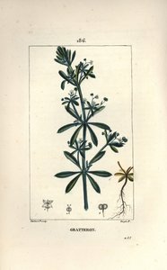 Scratteron eller rieble, grateron, tungeskrape, gaille - Gåsegress, Galium aparine. Håndfarget kobberstikk av Lambert Junior fra en tegning av Pierre Jean-Francois Turpin fra Chaumeton, Poiret og Chamberets "" La Flore Medicale,"" av Pierre Jean Francois Turpin