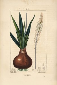 Havsvinkel, Drimia maritima, med løk, blad, stilk og blomst. Håndfarget kobberstikk av Lambert Junior fra en tegning av Pierre Jean-Francois Turpin fra Chaumeton, Poiret og Chamberets "" La Flore Medicale,"" Paris, Panckoucke av Pierre Jean Francois Turpin