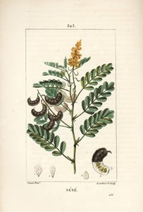 Sene - Alexandrian senna, Senna alexandrina, med blomst, blad, stilk og frø. Håndfarget kobberstikk av Lambert Junior fra en tegning av Pierre Jean-Francois Turpin fra Chaumeton, Poiret og Chamberets "" La Flore Medicale,"" Paris, av Pierre Jean Francois Turpin