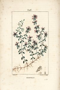 Serpolet eller timian serpolet - Krypende timian eller vill timian, Thymus serpyllum, med blomst, blad, stilk og rot. Håndfarget kobberstikk av Lambert Junior fra en tegning av Pierre Jean-Francois Turpin fra Chaumeton, Poiret og Chamberet